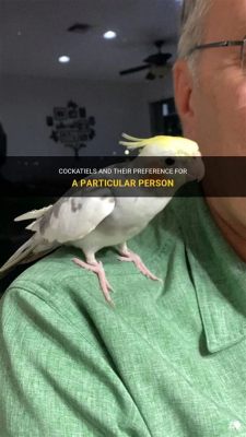 do cockatiels show preference for certain types of music