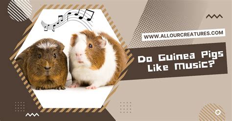 Do Pigs Like Music? An Unusual Exploration of Their Audiovisual Preferences