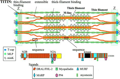 What Is the Chemical Composition of Titin and the Relevance to Our Understanding of the World